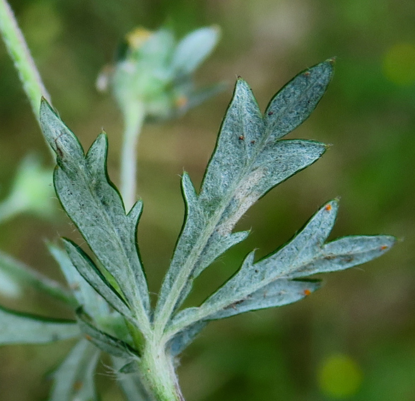 Potentilla10a