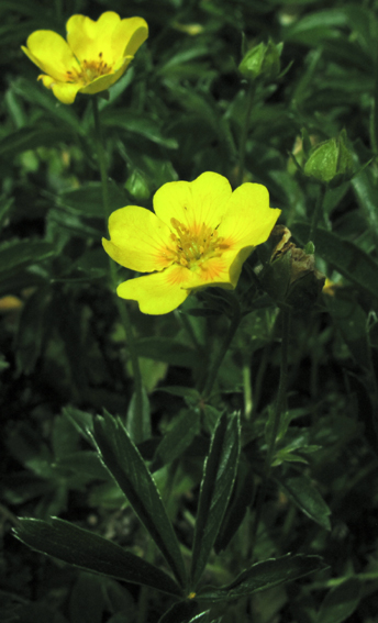 Potentilla18