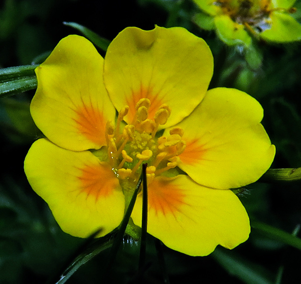 Potentilla12c