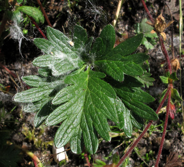 Potentilla11