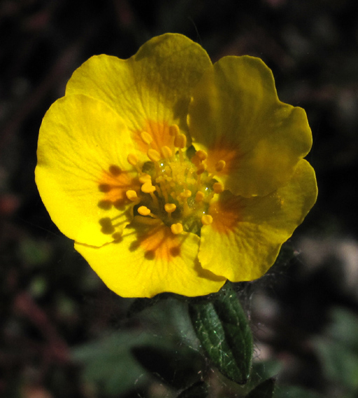 Potentilla12