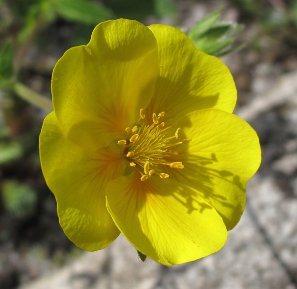 Potentilla13