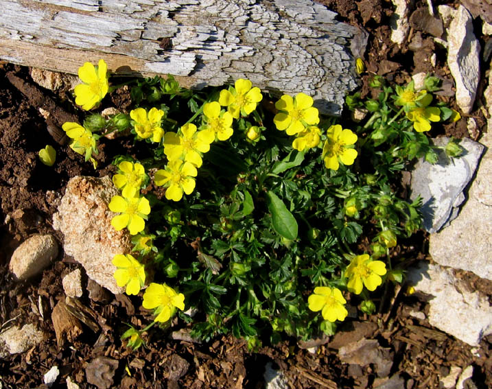 Potentilla1