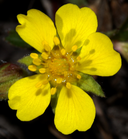 Potentilla3