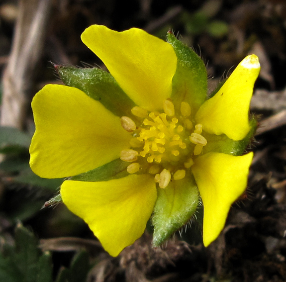 Potentilla4