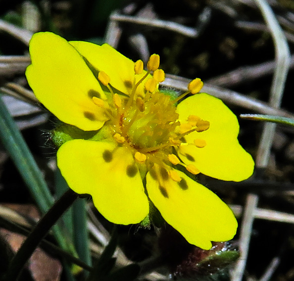 Potentilla4a