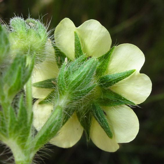 Potentilla26