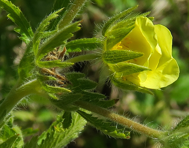 Potentilla27