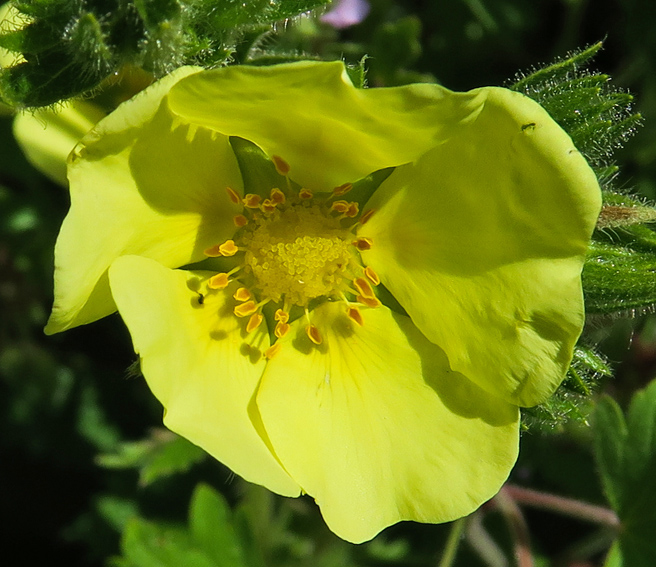 Potentilla28