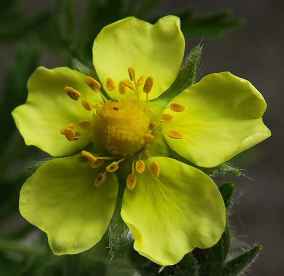 Potentilla28d