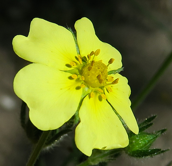 Potentilla28b