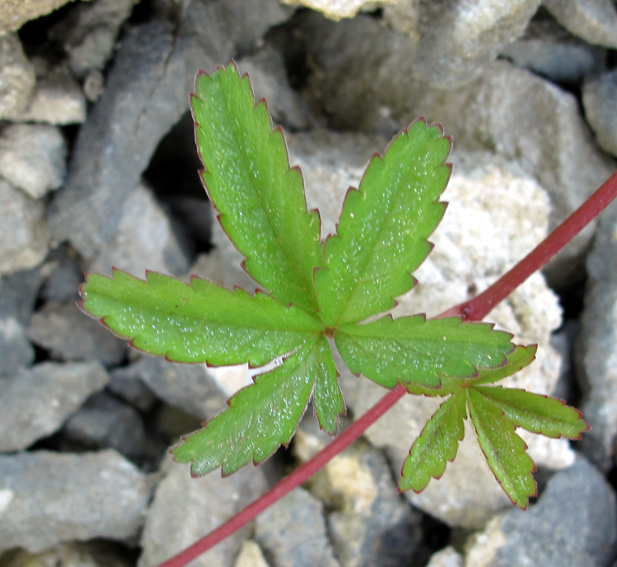 Potentilla6