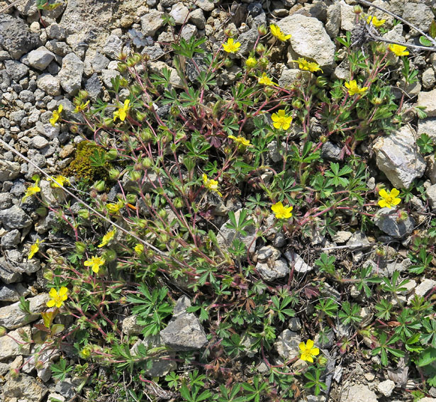 potentilla 4f