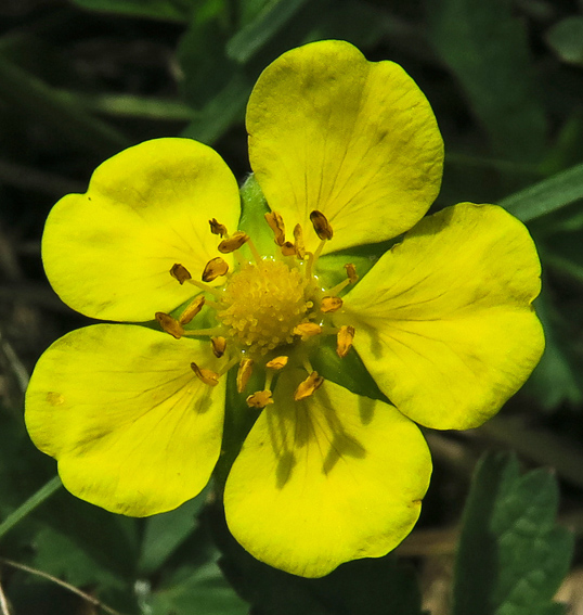 Potentilla7