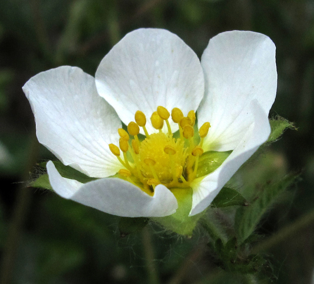 Potentilla16