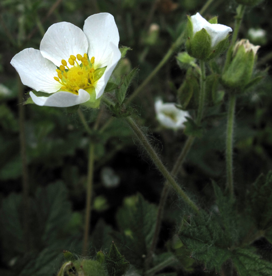 Potentilla15