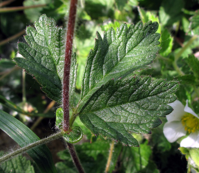 Potentilla14