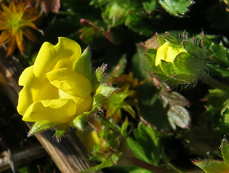 Potentilla2