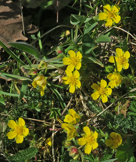 Potentilla1