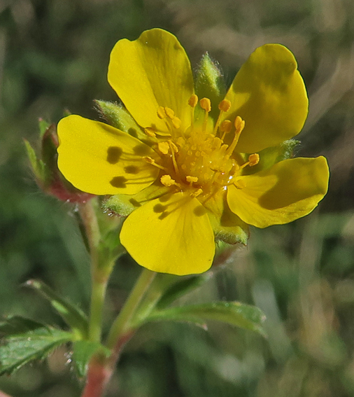 Potentilla2