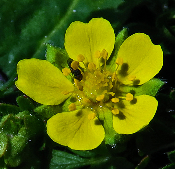 Potentilla4e