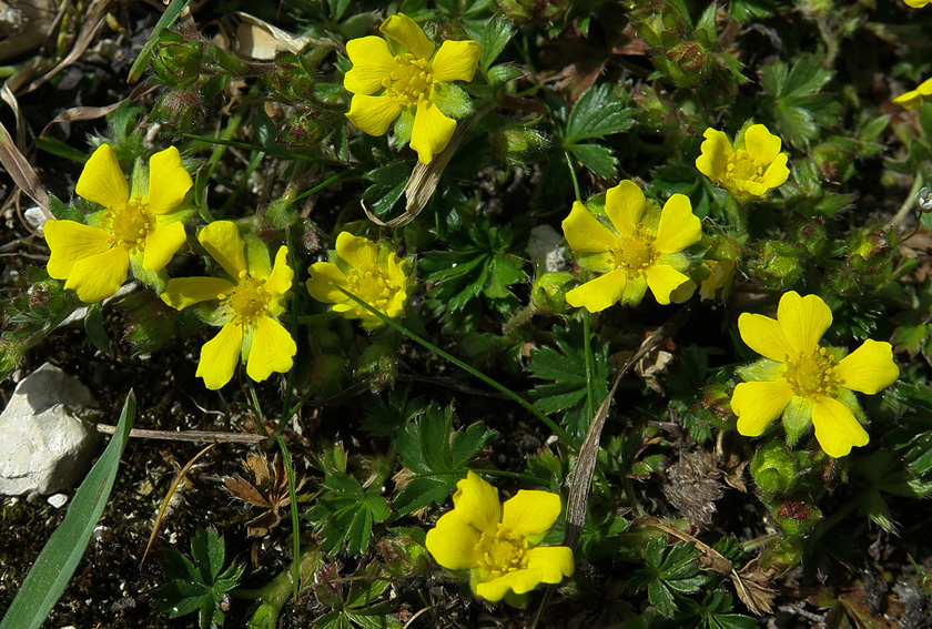 Potentilla4d