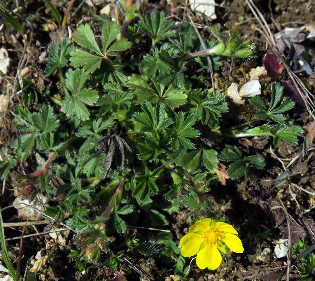 Potentilla4b