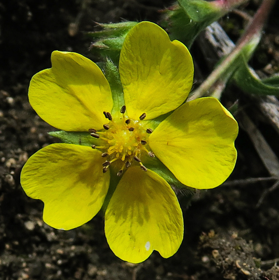 Potentilla4c