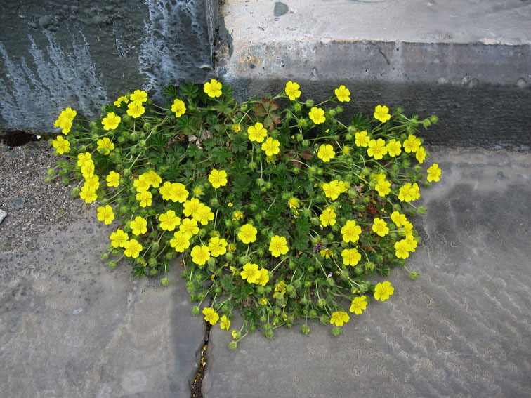 Potentilla1a