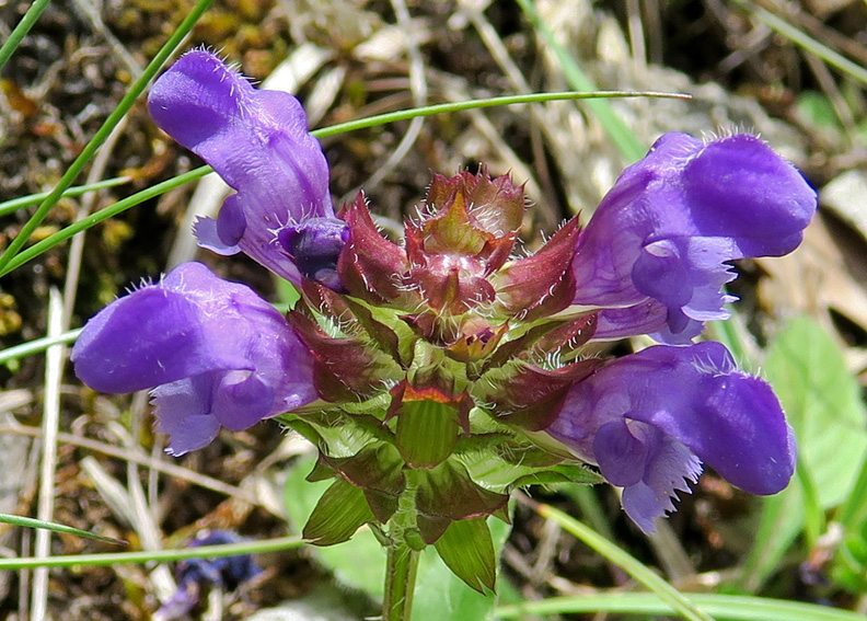 Prunella2b