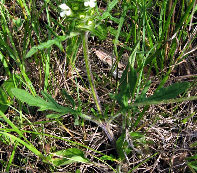 Prunella6