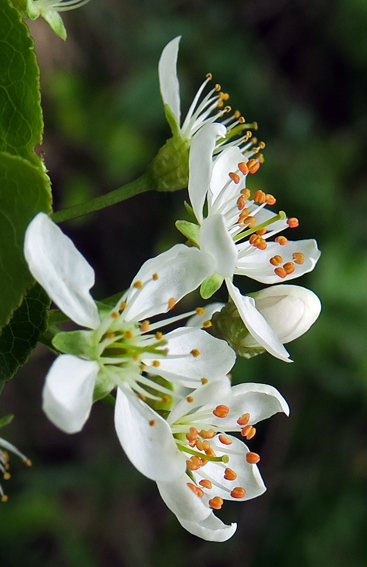Prunus1a