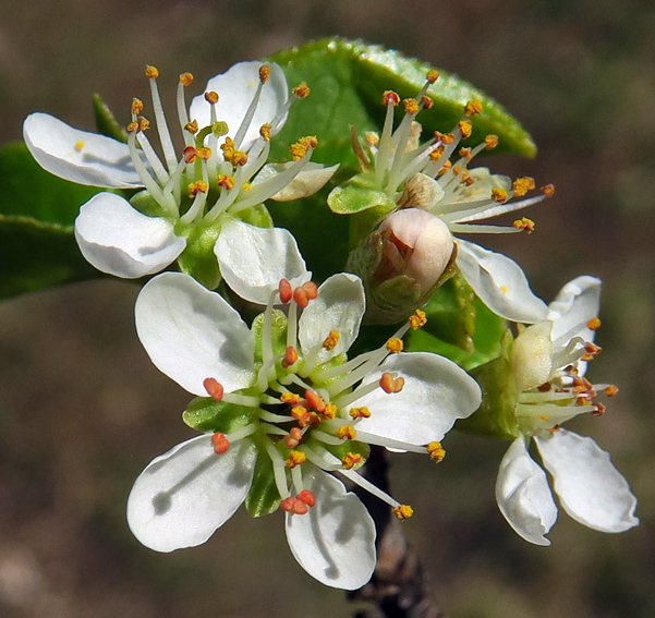 Prunus3b
