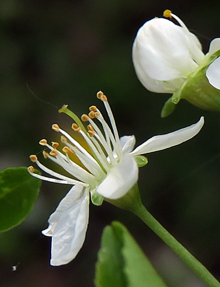 Prunus2
