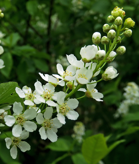 Prunus7a1