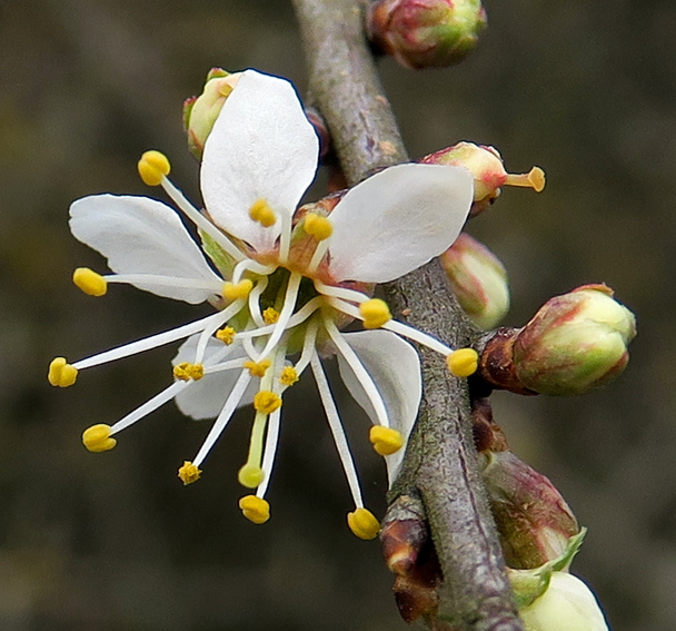 Prunus6a