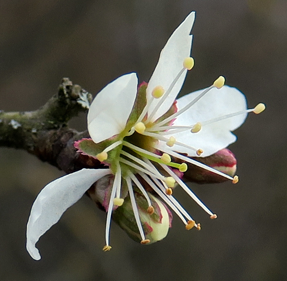 Prunus6d