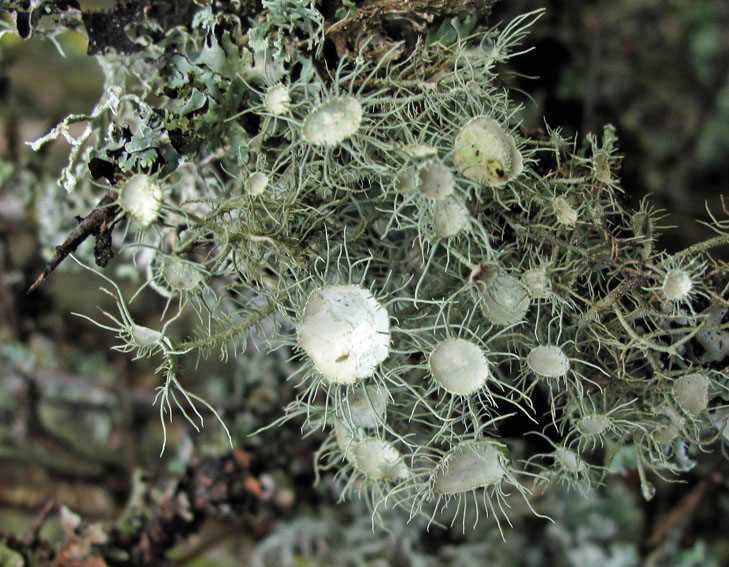 Usnea1a