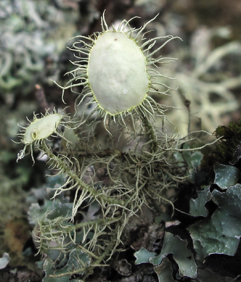 Usnea2