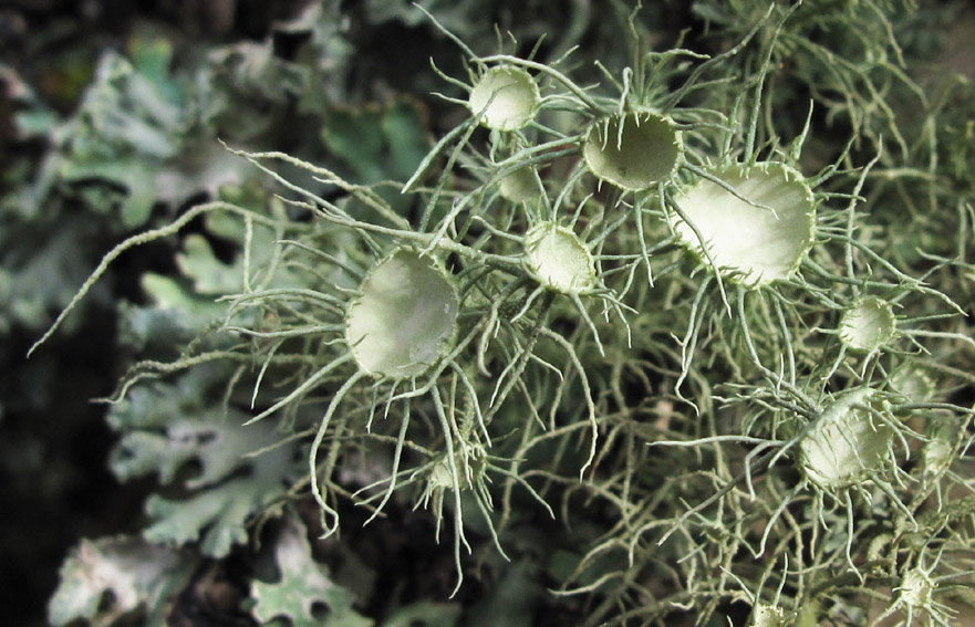 Usnea1