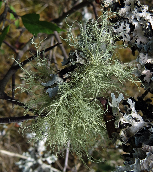 Usnea3a