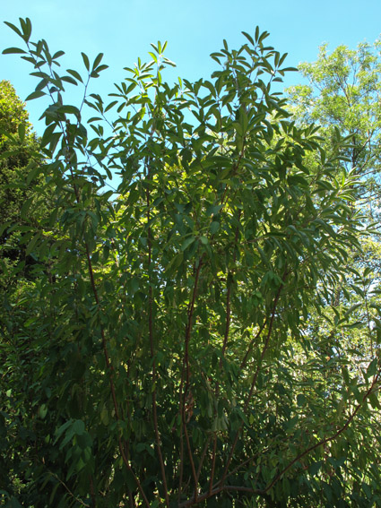 Exochorda1