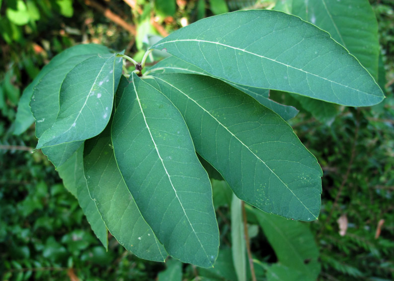 exochorda3