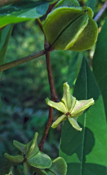 Exochorda4