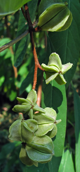 Exochorda5