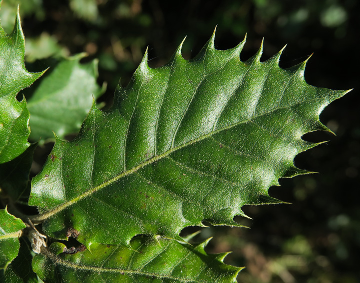Quercus15a1