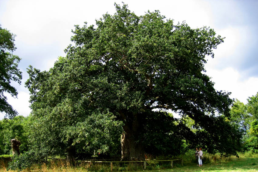 Quercus9