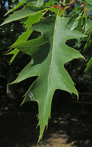 Quercus27