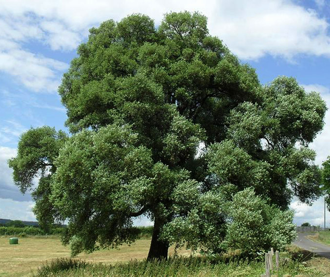 Quercus18