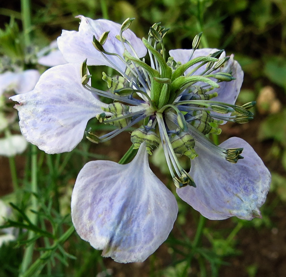 Nigella8